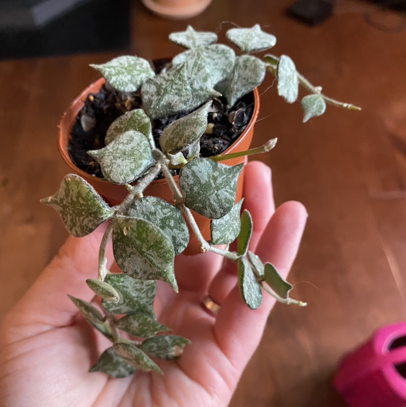 Photo of the plant species Crete Aglaonema by @Yogi.blossom named Elina on Greg, the plant care app
