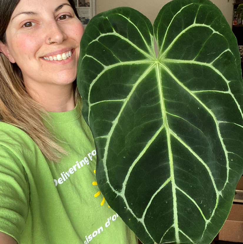 Photo of the plant species Anthurium magnificum by @Yogi.blossom named Apollo on Greg, the plant care app