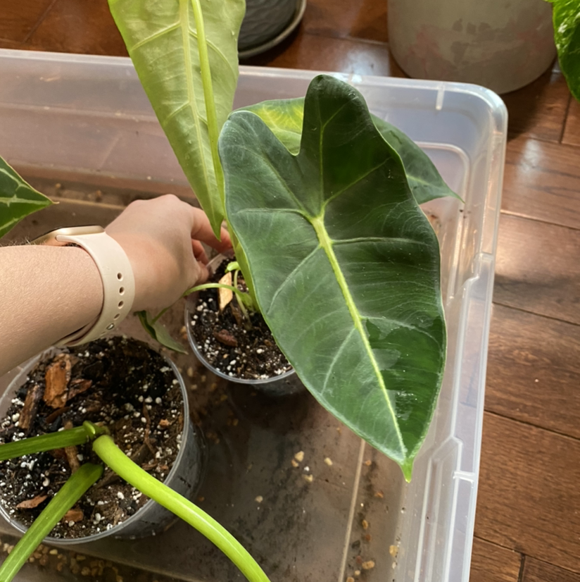 Photo of the plant species Alocasia 'Frydek' by @Yogi.blossom named Fry on Greg, the plant care app