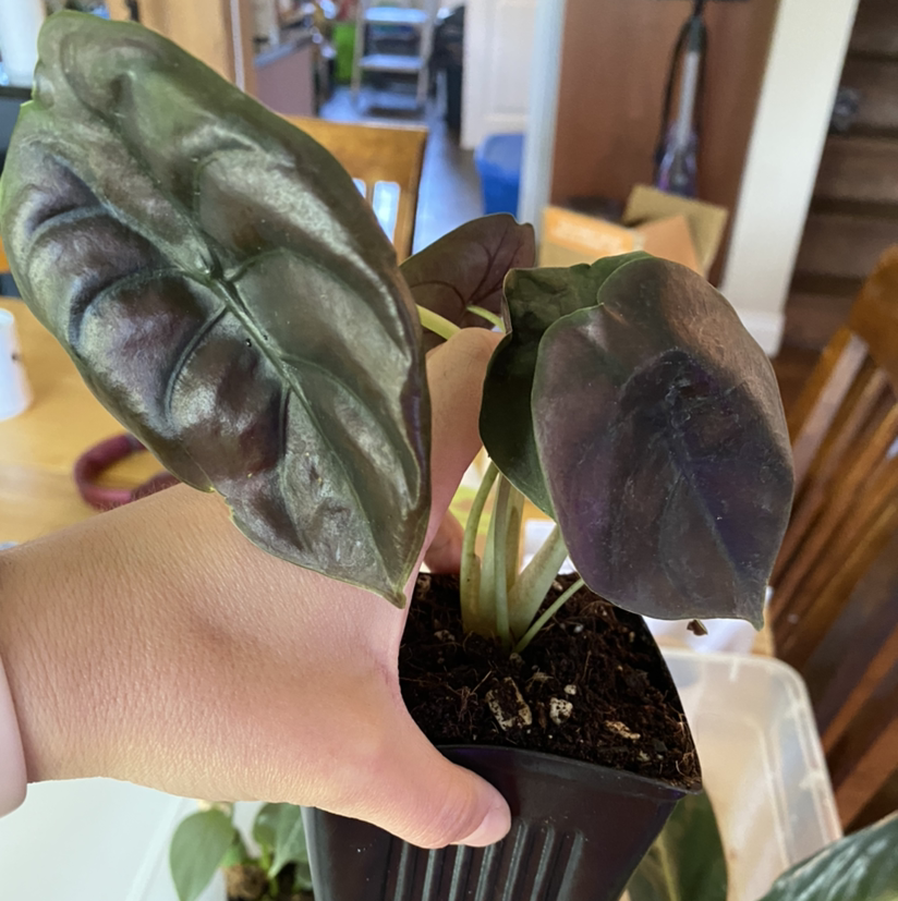 Alocasia ‘Red Secret’ plant with dark, glossy leaves held by a hand in a small pot.
