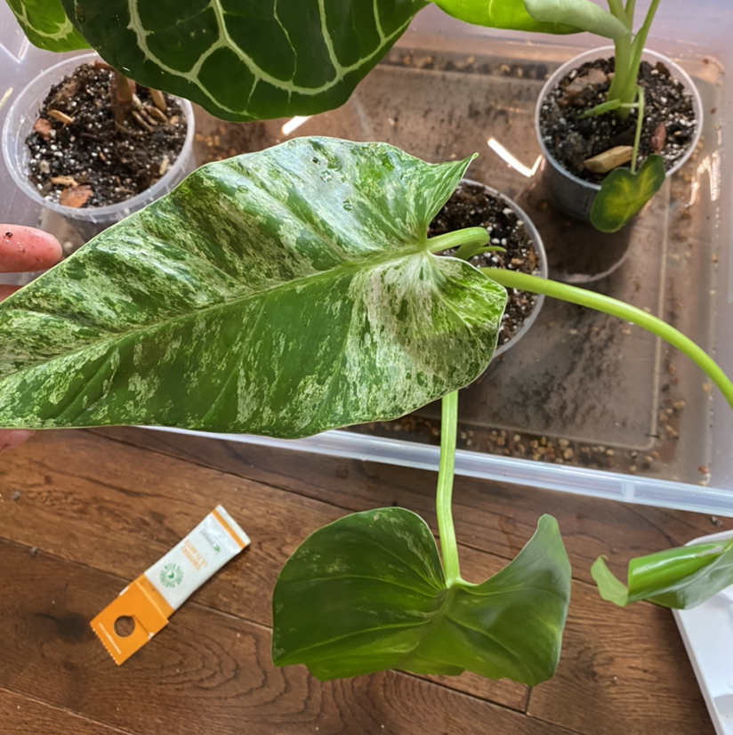 Elephant Ear Philodendron with variegated leaves, soil visible, multiple plants in background.