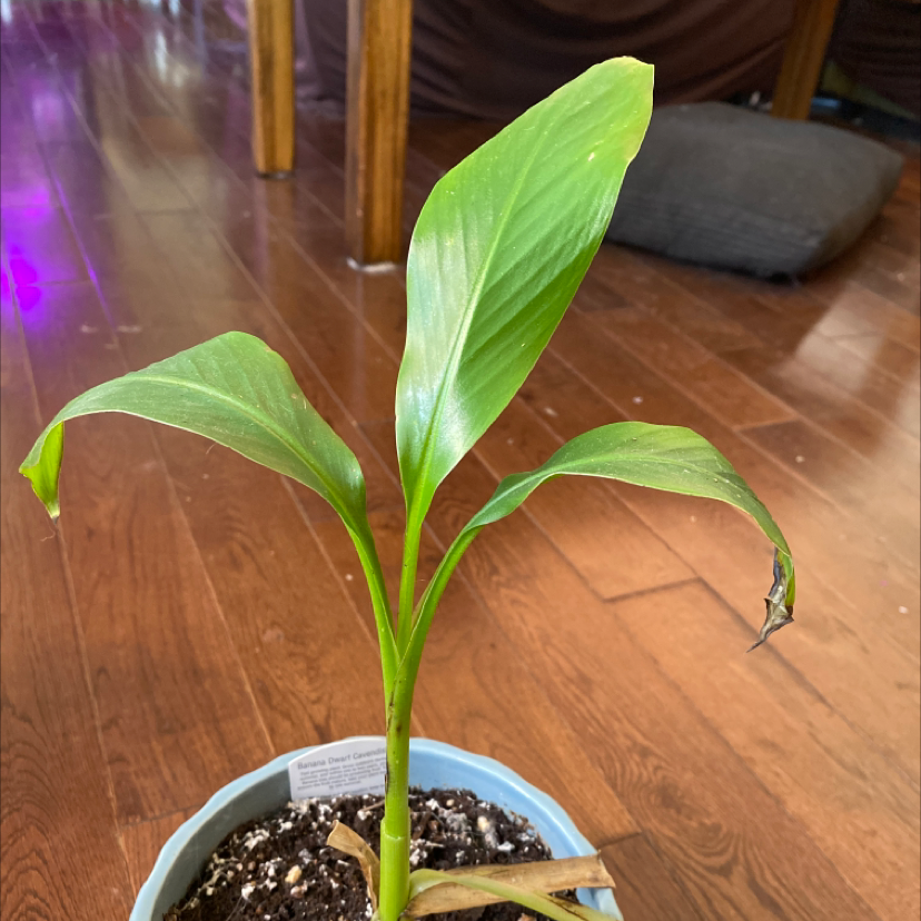 Dwarf Banana plant with broad green leaves in a pot, slight browning at leaf tips.