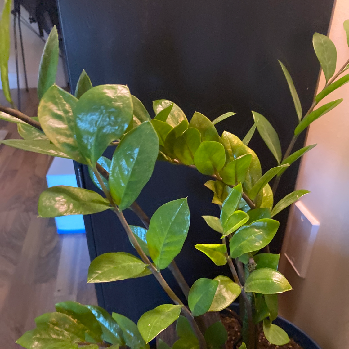 Zamioculcas Zamiifolia plant photo by @Ttsonis75 named Eva on Greg, the plant care app.
