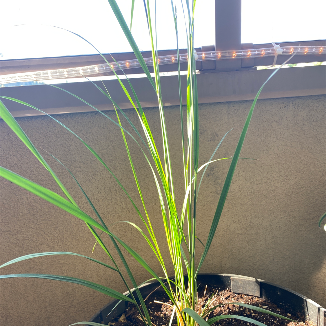 Healthy Lemon Grass plant in a pot with visible soil, well-framed and in focus.