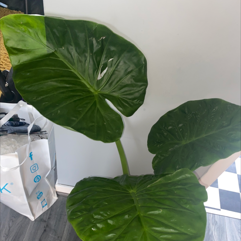 Alocasia 'Portora' plant with large, glossy green leaves, well-framed and healthy.