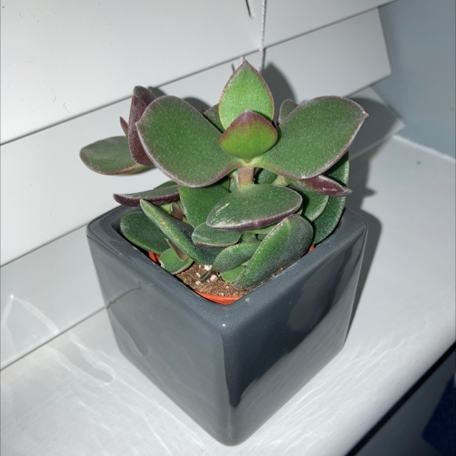 Photo of the plant species Succulent Bush Senecio by @Unidude named Michael Bay on Greg, the plant care app