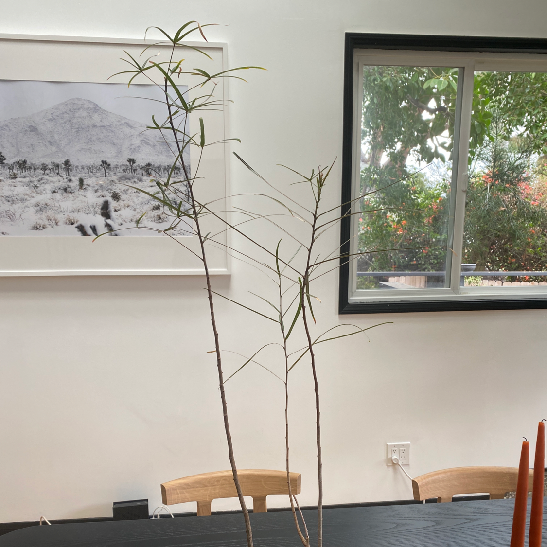 Photo of the plant species Queensland Bottle Tree by @skapaa named Twiggy on Greg, the plant care app