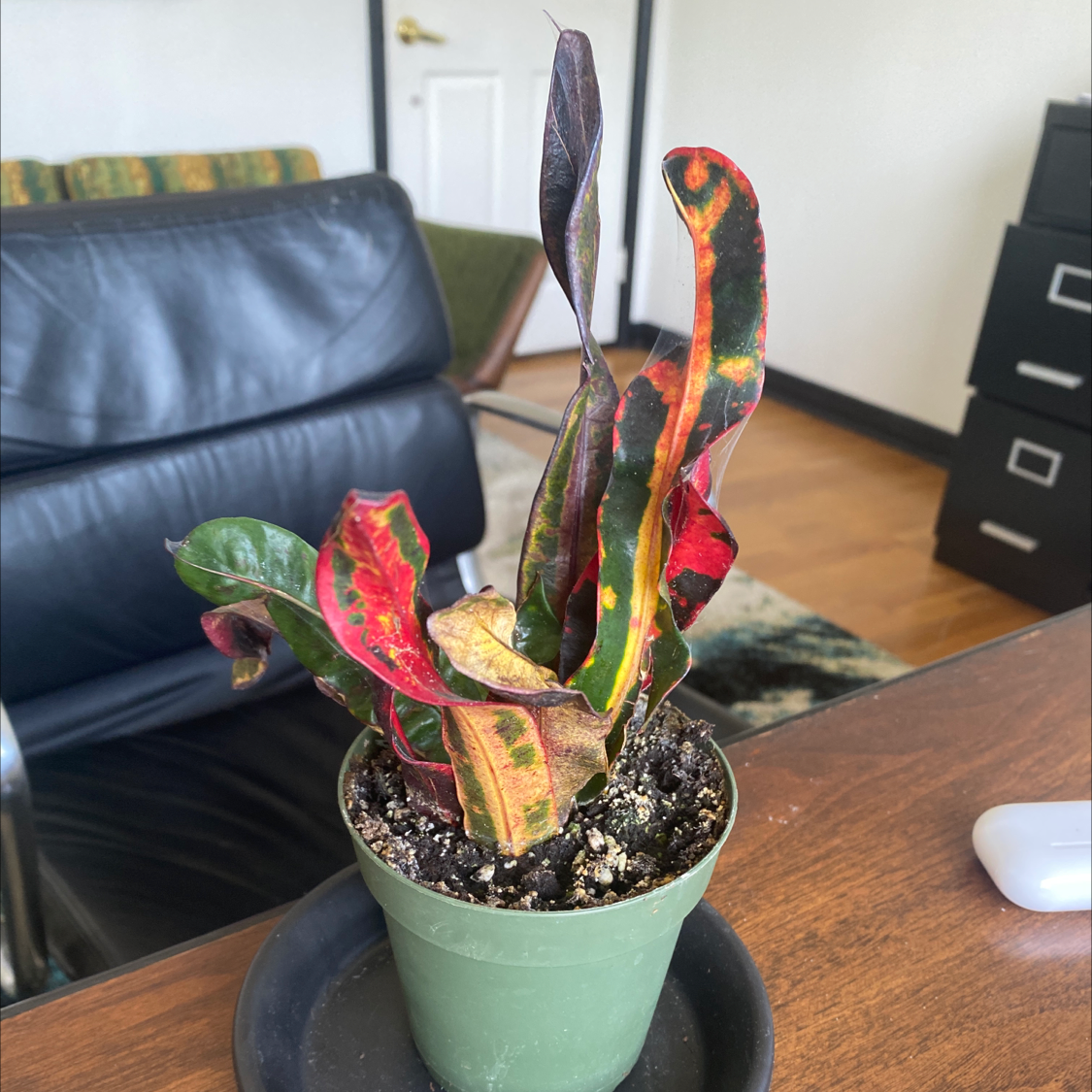 Photo of the plant species Croton Mammy by @skapaa named Lanakila on Greg, the plant care app