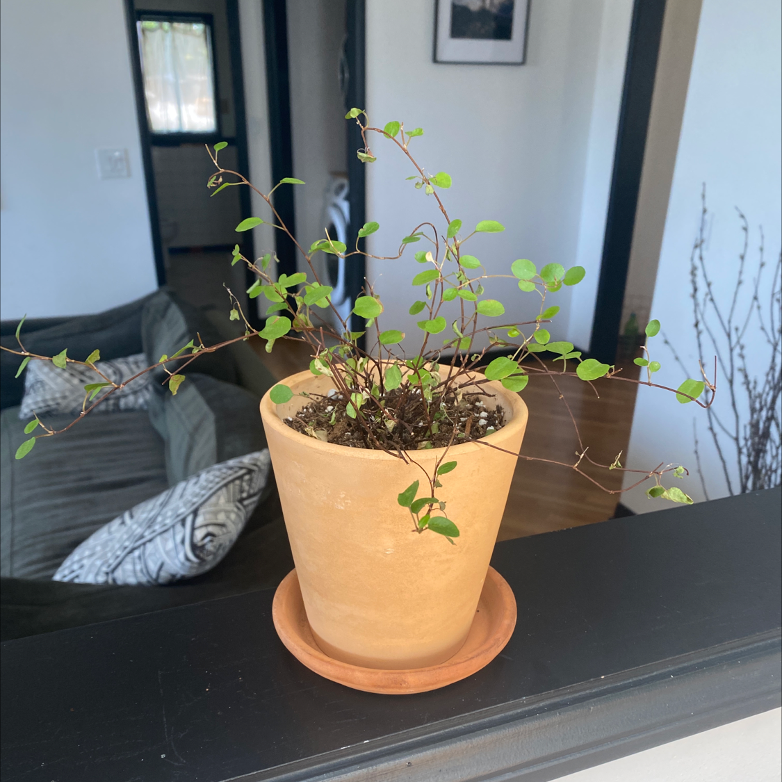 Potted Sprawling Wirevine plant indoors, healthy with green leaves.