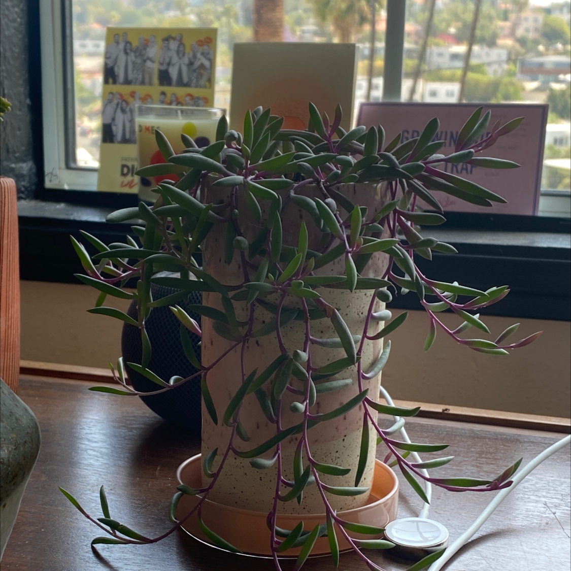 String of Pickles plant in a pot with vibrant green leaves and purple stems on a table near a window.