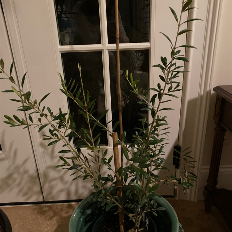 Indoor potted olive tree near a door, appears healthy with green leaves.