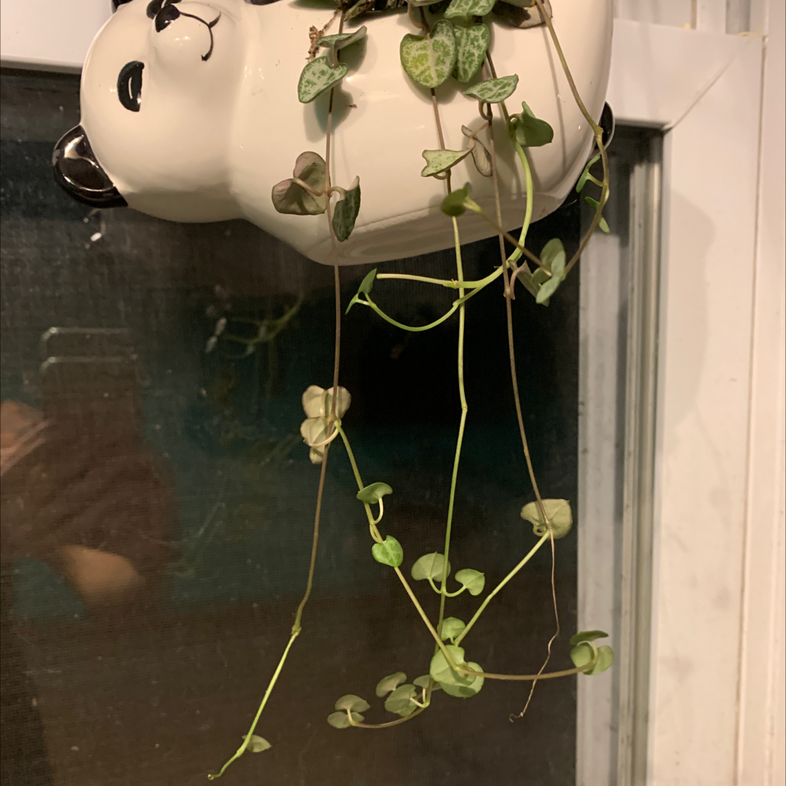 A healthy Chain of Hearts plant with long trailing vines and vibrant green heart-shaped leaves in a white hanging planter.