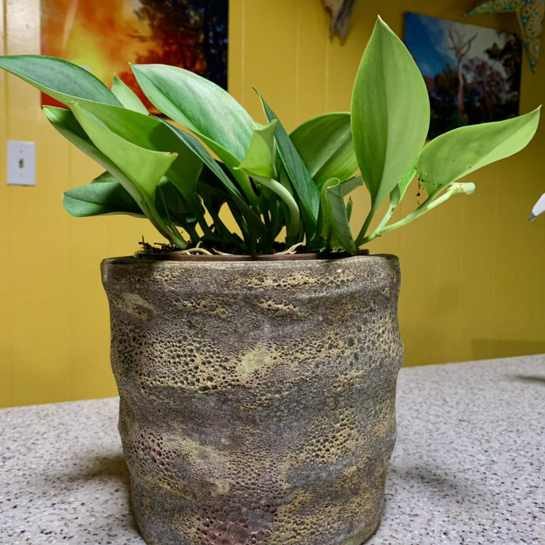 Scindapsus treubii 'Moonlight' plant in a textured pot on a countertop.