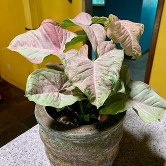 Syngonium 'Pink Spot' plant in Gainesville, Florida