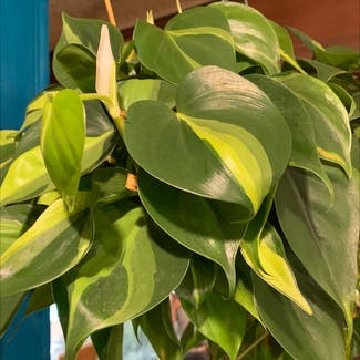 Philodendron 'Brasil' plant in Gainesville, Florida