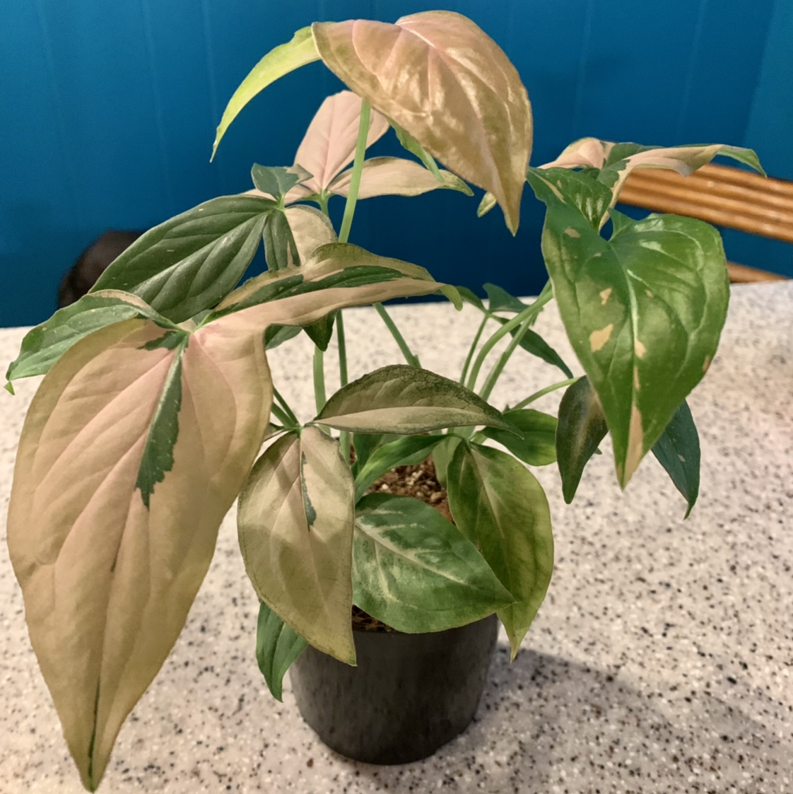 Photo of the plant species Pink Splash Arrowhead Vine by @Mermaidofthesprings named Spumoni on Greg, the plant care app