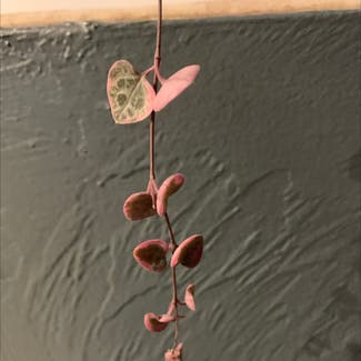 Chain of Hearts plant in Gainesville, Florida