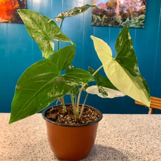 Syngonium 'White Fantasy' plant in Gainesville, Florida