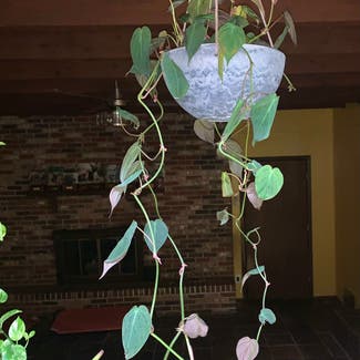 Heartleaf Philodendron plant in Gainesville, Florida