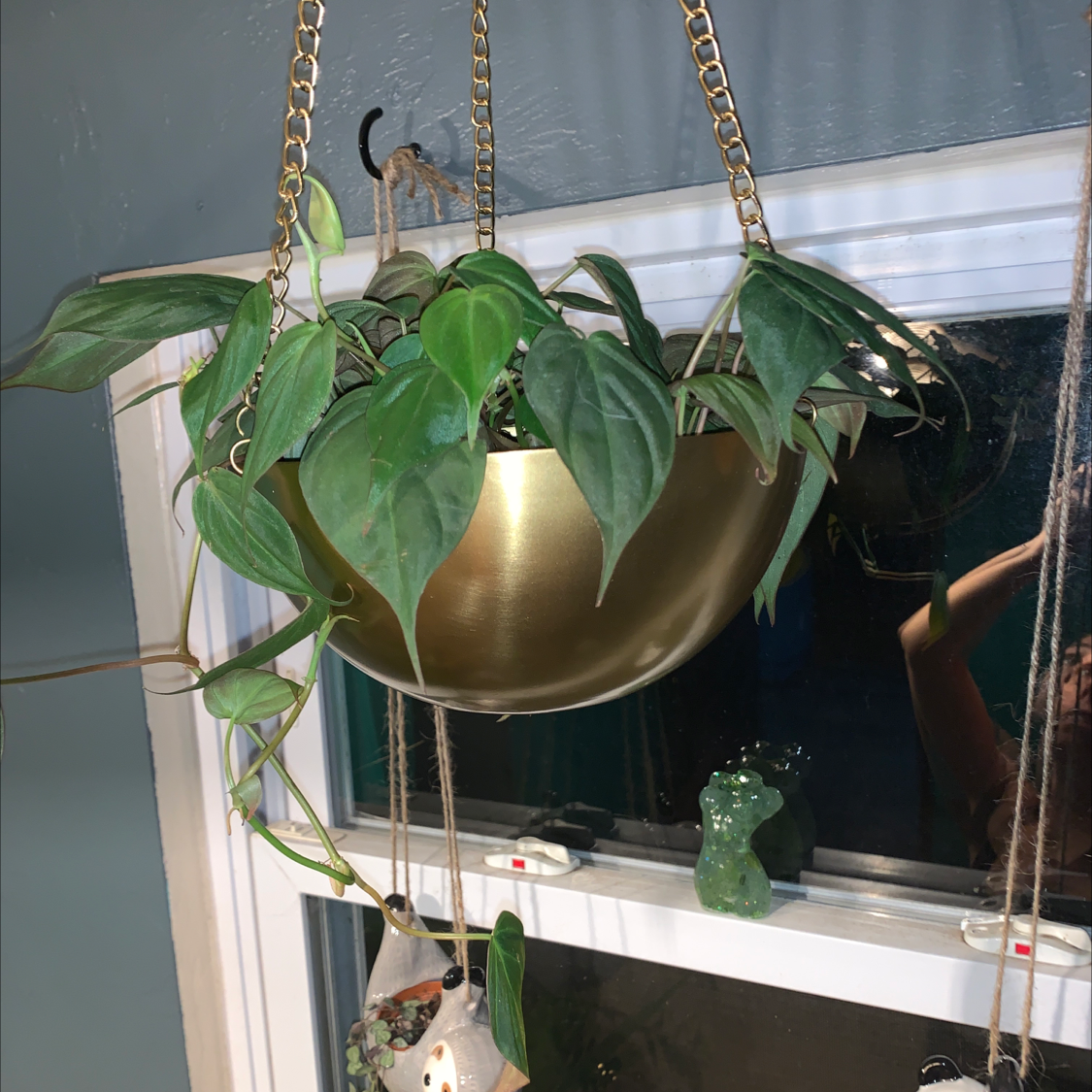 Philodendron Micans plant in a hanging pot with vibrant green leaves.