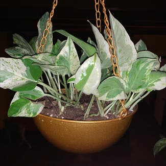 Pothos 'Jade' plant in Gainesville, Florida