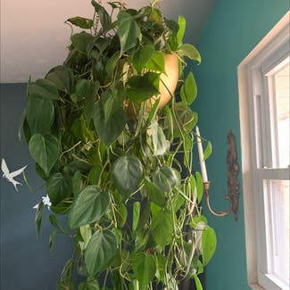 Heartleaf Philodendron plant in Gainesville, Florida