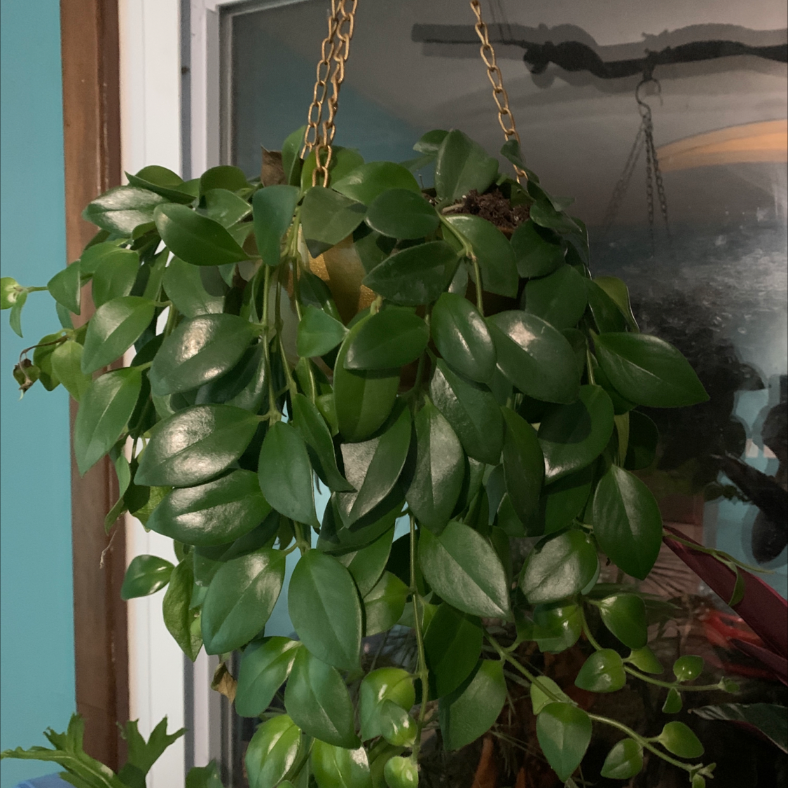 Hanging Lipstick Vine with glossy green leaves in front of a window.
