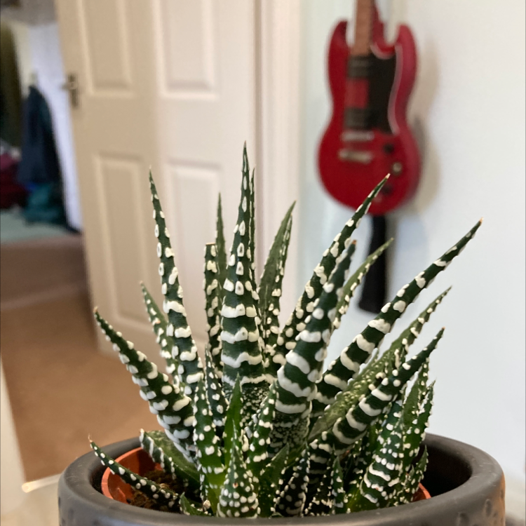Zebra Plant plant photo by Matt named Zebra plant on Greg, the plant care app.