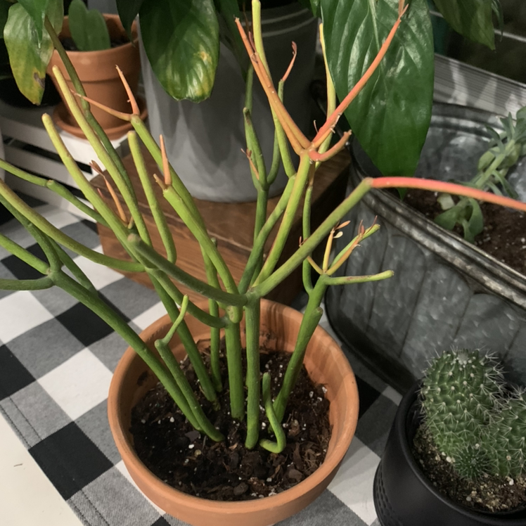 Pencil Cactus (Euphorbia tirucalli) in a terracotta pot with other plants in the background.