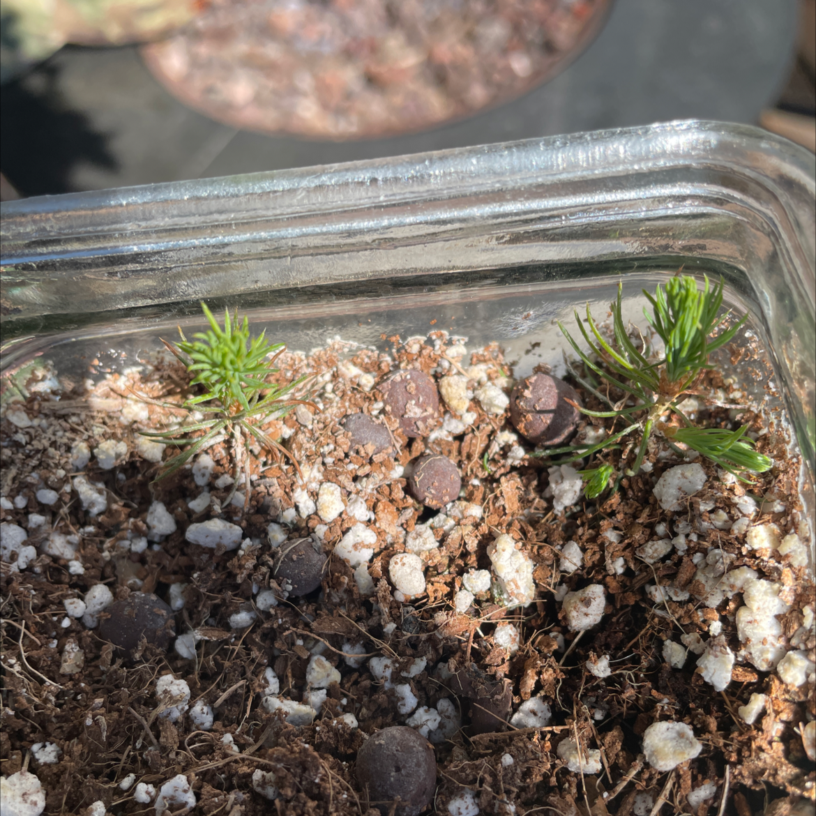 Small Norway Spruce plant in a glass container with visible soil and green needles.