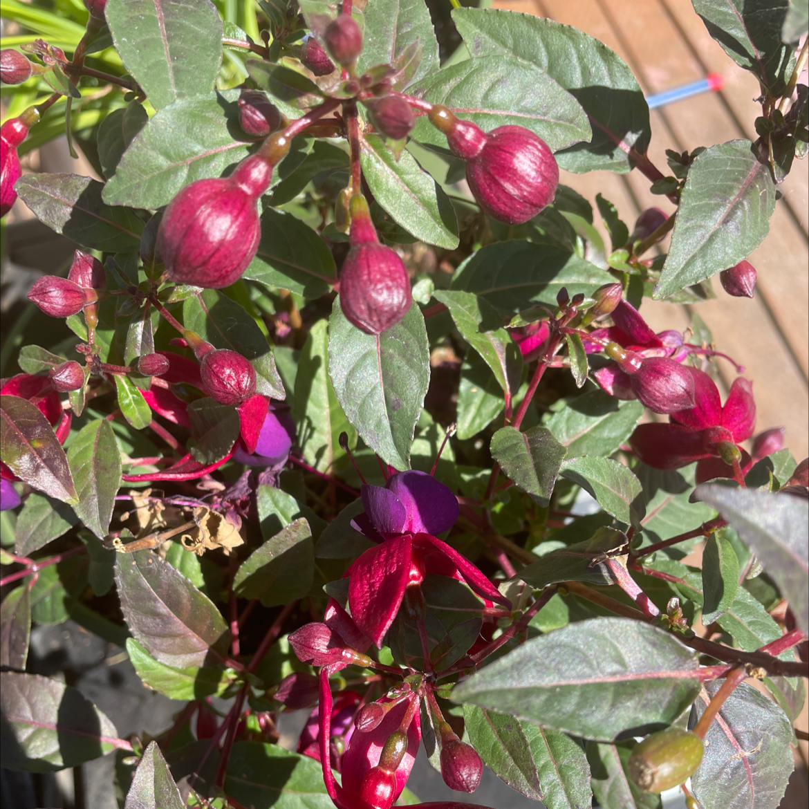 Photo of the plant species Hummingbird Fuchsia by @MrsCaress907 named Marilyn on Greg, the plant care app