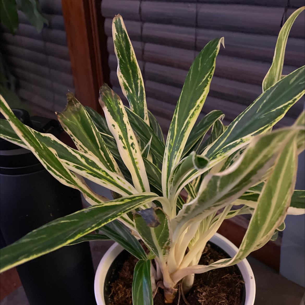 Never Never Plant with variegated leaves in a pot, showing some browning at the tips.
