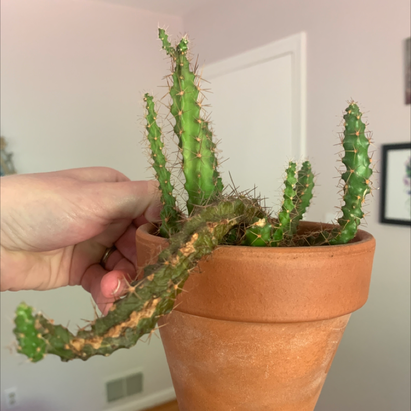 Columnar Cactus in a terracotta pot with a browning stem, held by a hand.