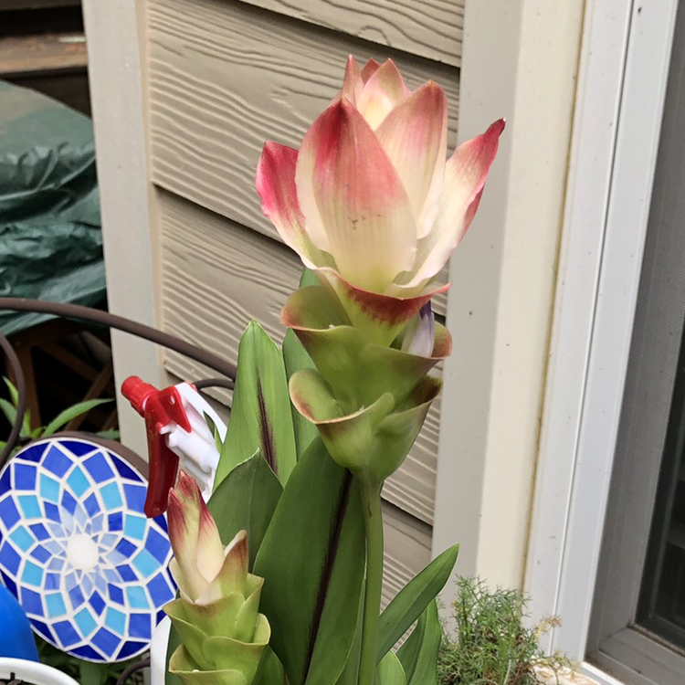 Siam tulip plant with vibrant flowers, mosaic decoration in background.