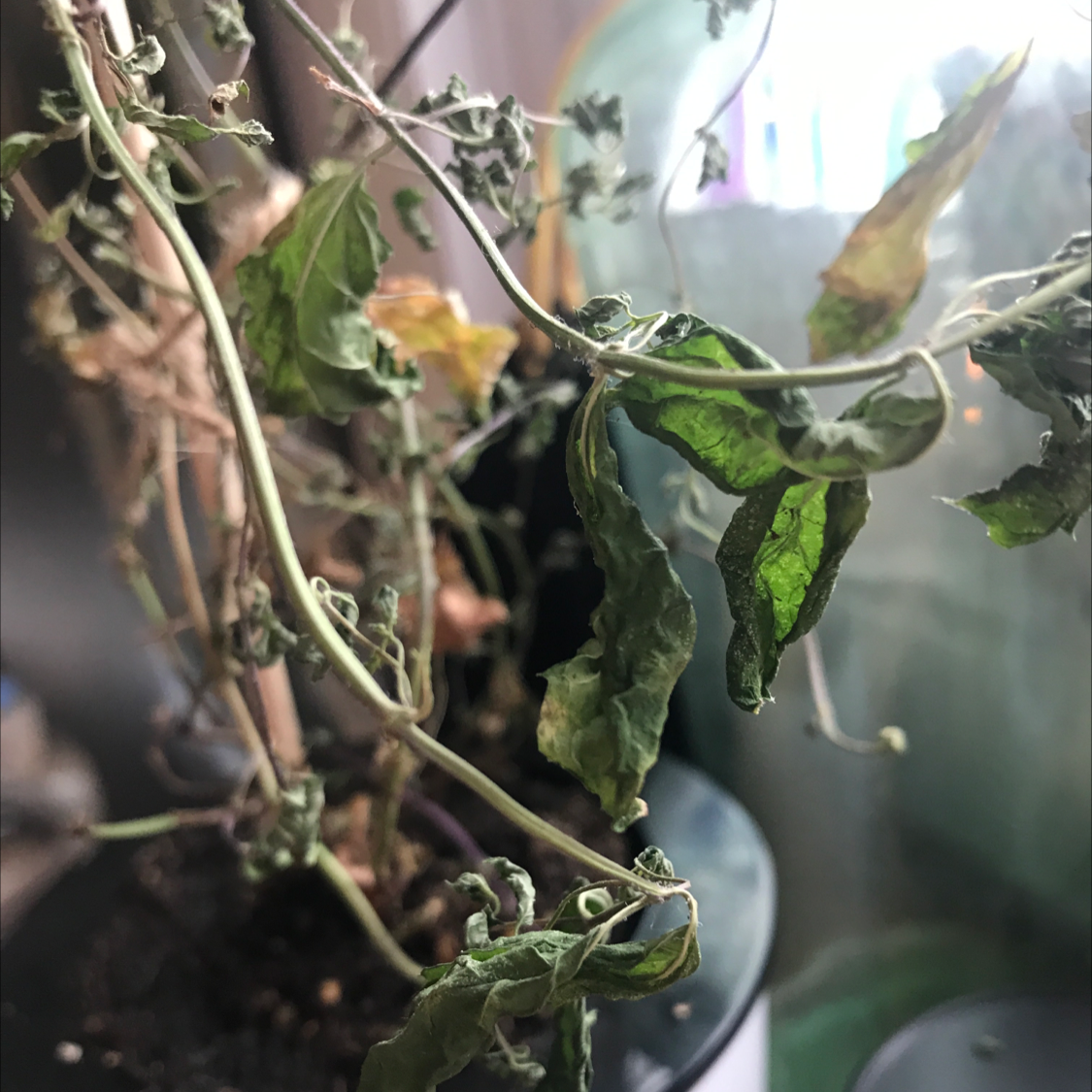Spearmint plant with significant leaf discoloration and wilting, indicating poor health.