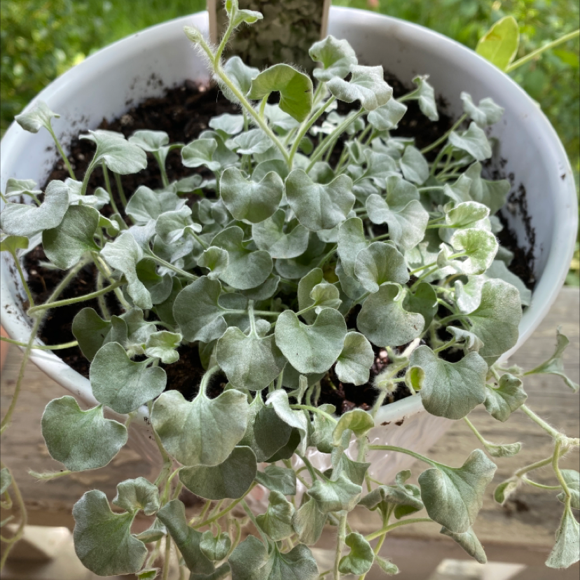 Silver Ponysfoot plant in a white pot with healthy, silvery-green leaves.