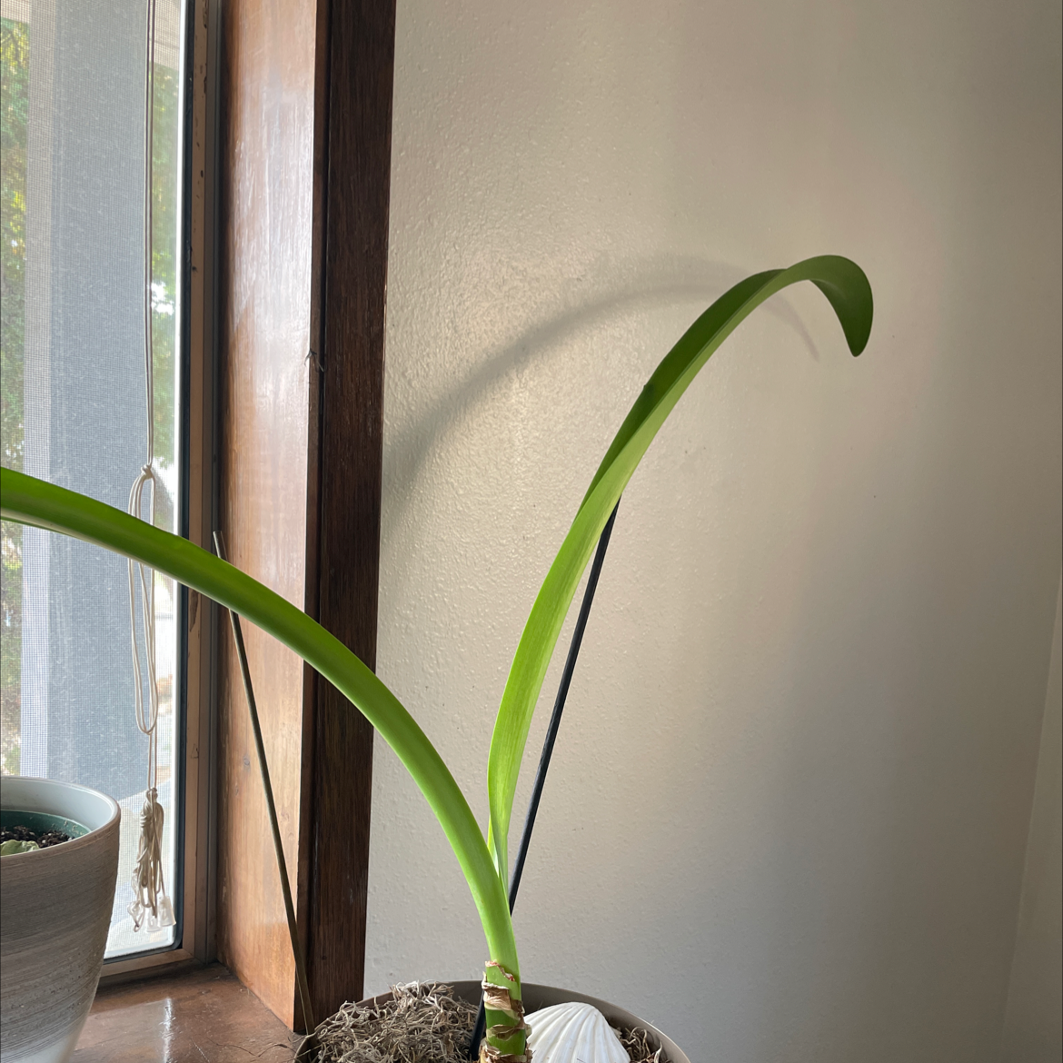 Indoor plant with long, arching green leaves near a window.