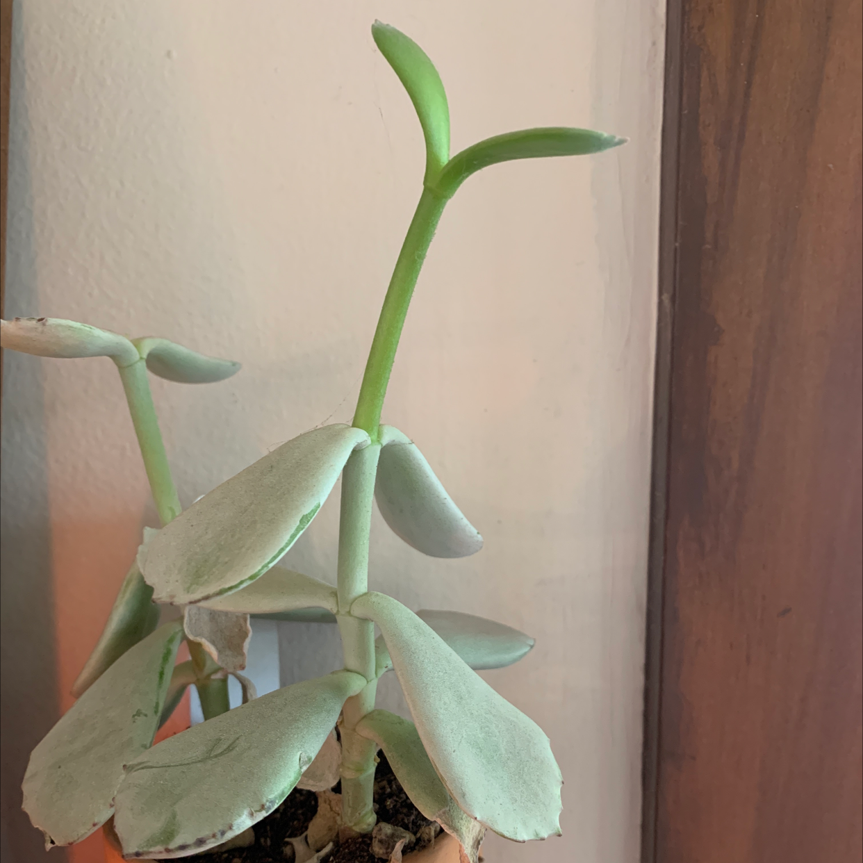 Pig's Ear plant with thick, fleshy leaves in a pot. Soil is visible.