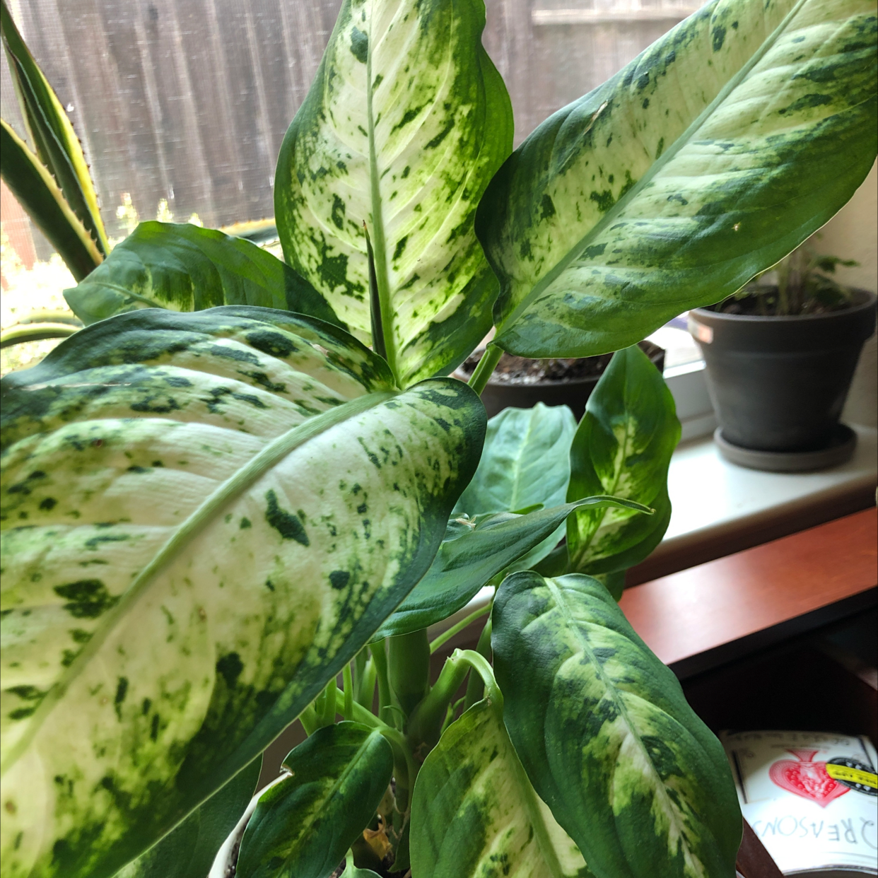 Healthy, thriving Dieffenbachia houseplant with large, glossy variegated leaves in a plastic nursery pot.