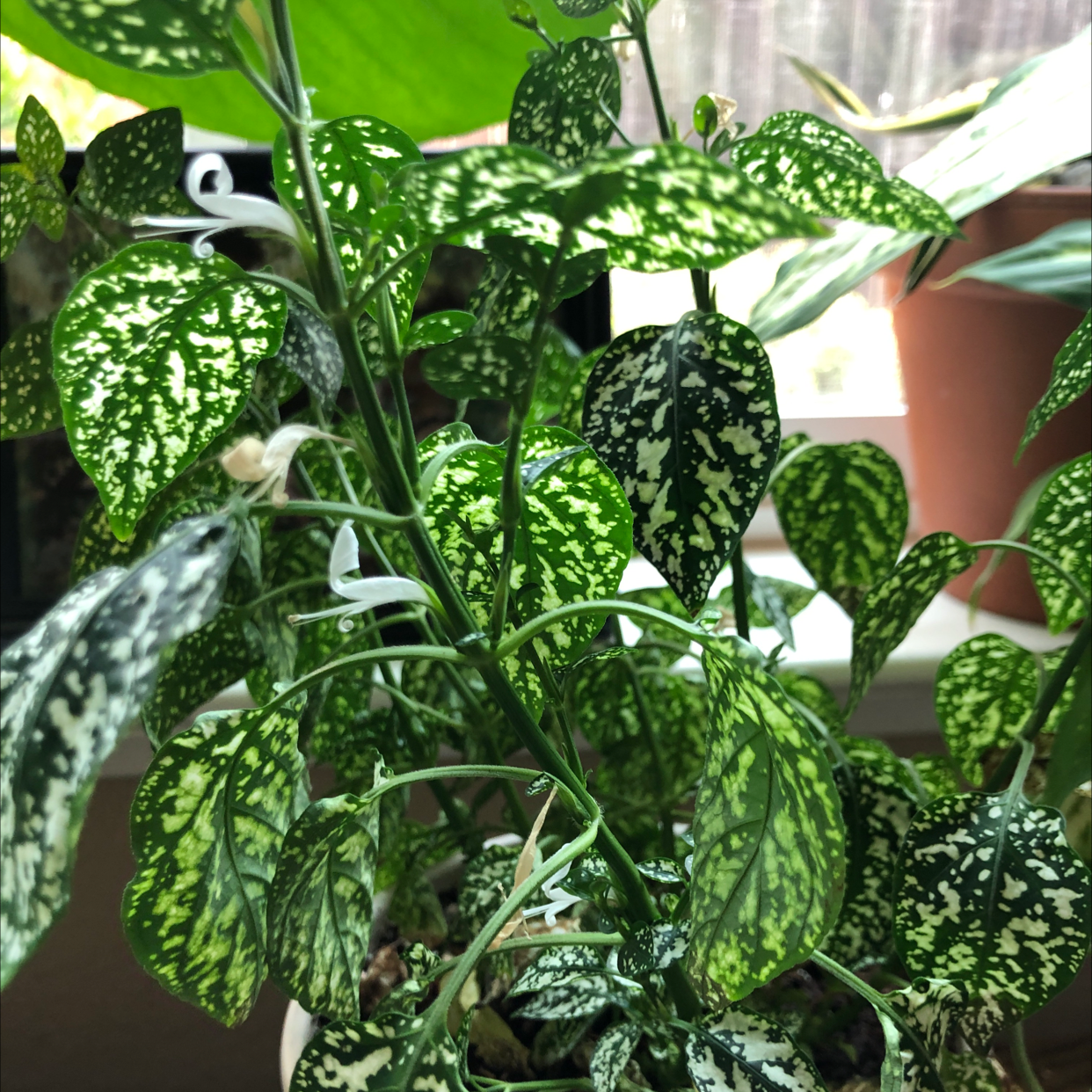 Healthy Polka Dot Plant with lush green leaves covered in characteristic white speckles, soil visible in pot.