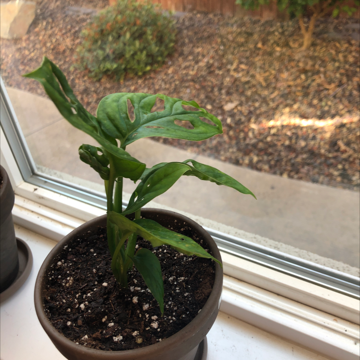 Swiss Cheese Vine plant in a pot on a windowsill with characteristic holes in its leaves.
