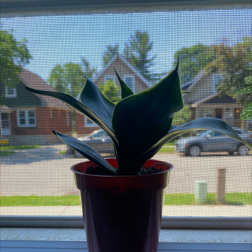 Bird's Nest Snake Plant in a red pot on a windowsill, healthy dark green leaves.