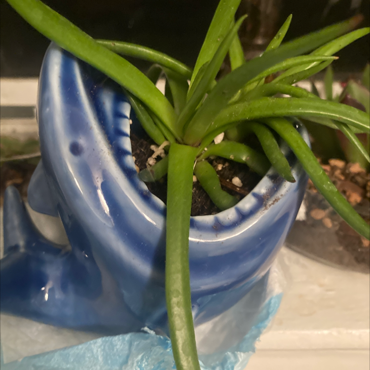 Photo of the plant species Devil's Horns by @Pandcw13 named Bruce on Greg, the plant care app