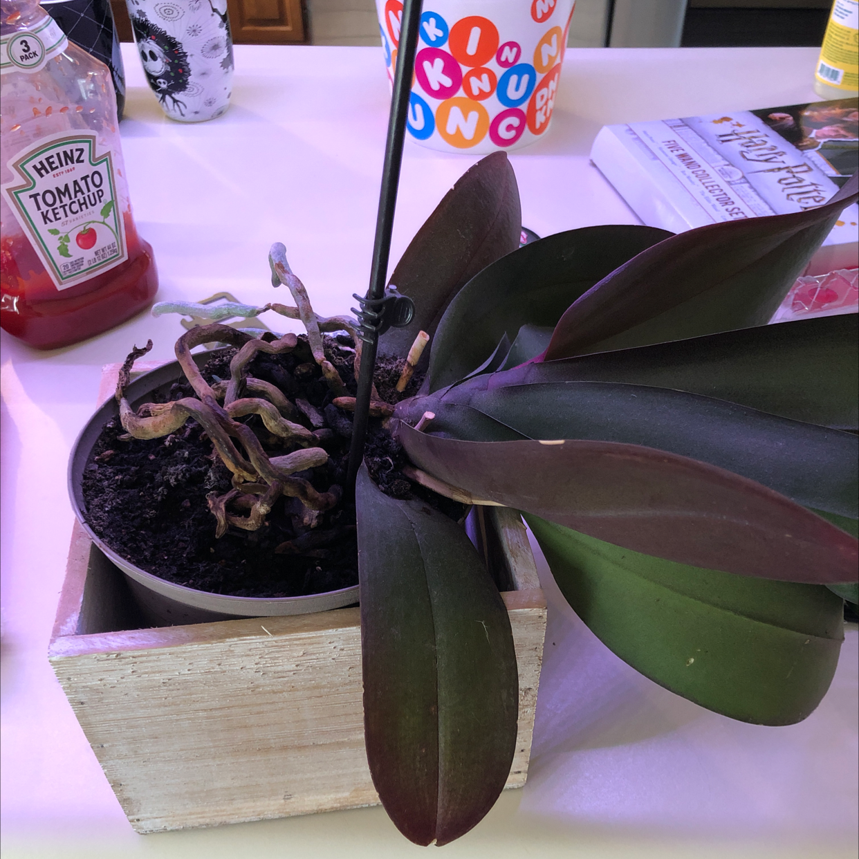 Jewel Orchid in a pot with some healthy leaves and dried stems, placed in a wooden container on a table.