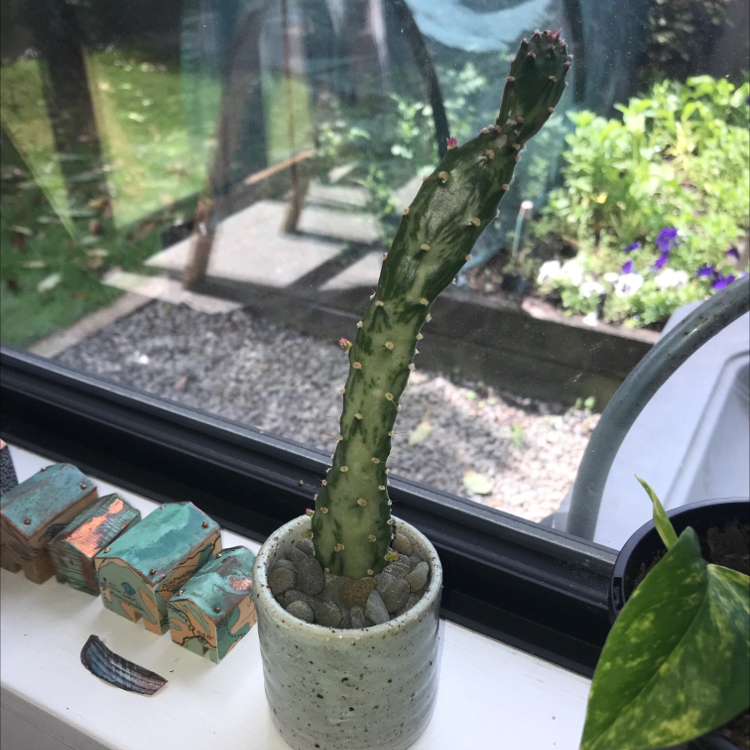 Few-Spined Marble-Seeded Prickly Pear cactus in a small pot on a windowsill.