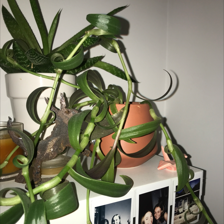 Photo of the plant species Wandering Heath by @piphawksworth named Duke on Greg, the plant care app