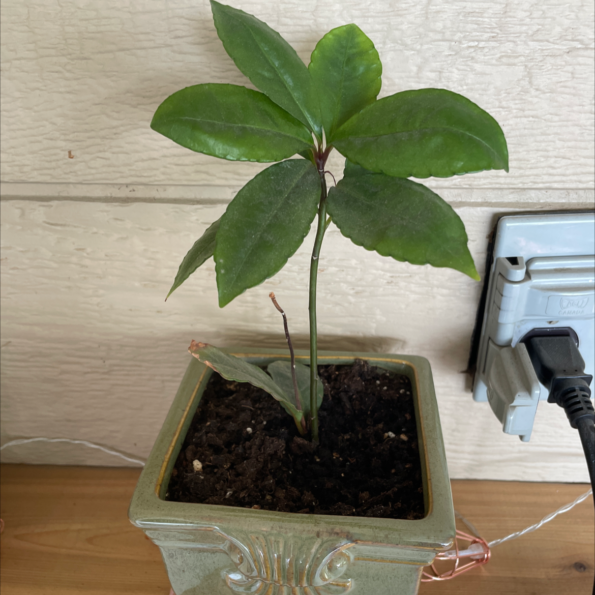 Young Christmas Berry plant in a pot with green leaves and visible soil.