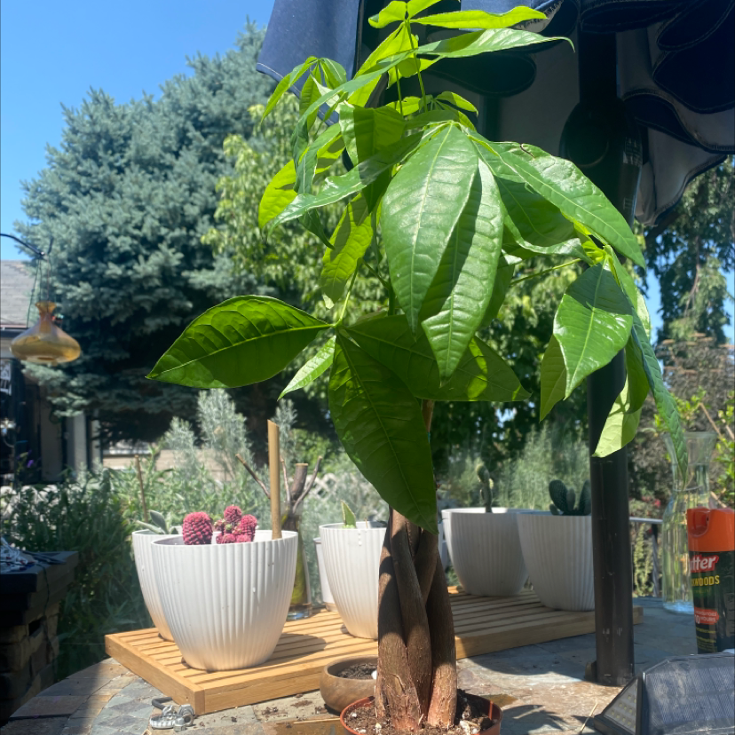 Money Tree plant photo by @McCall named Chedda on Greg, the plant care app.