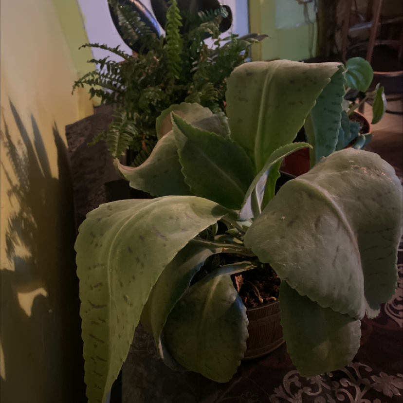 Photo of the plant species Donkey Ears by @McCall named Bruja on Greg, the plant care app