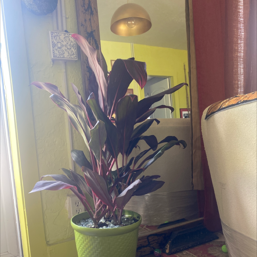 Ti Plant plant photo by @McCall named Queen on Greg, the plant care app.